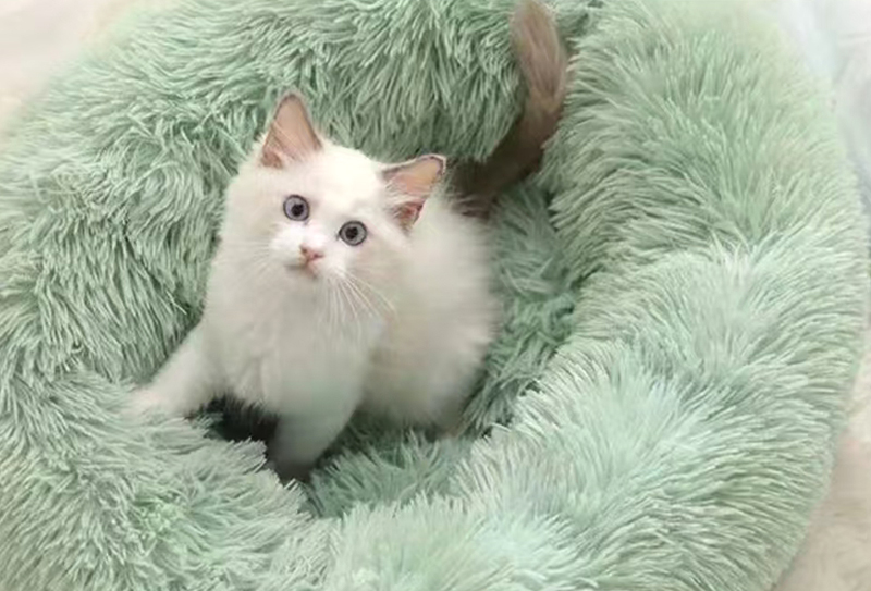 290 g/m²*165 cm catifea haipai de 30 mm ușor de întreținut, potrivită pentru îmbrăcăminte/jucării/cuiburi pentru animale de companie/pături țesături decorative